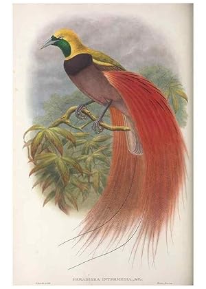 Seller image for Reproduccin/Reproduction 48367351167: Monograph of the Paradiseidae, or birds of paradise and Ptilonorhynchidae, or bower-birds. London :H. Sotheran & Co.,1891-98. for sale by EL BOLETIN