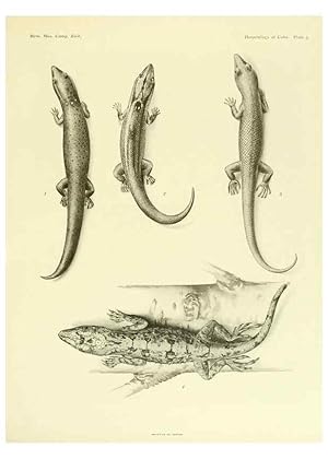 Seller image for Reproduccin/Reproduction 48575231552: The herpetology of Cuba /. Cambridge :Printed for the Museum,1919. for sale by EL BOLETIN