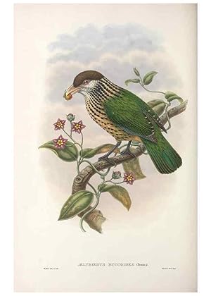 Seller image for Reproduccin/Reproduction 48367434482: Monograph of the Paradiseidae, or birds of paradise and Ptilonorhynchidae, or bower-birds. London :H. Sotheran & Co.,1891-98. for sale by EL BOLETIN