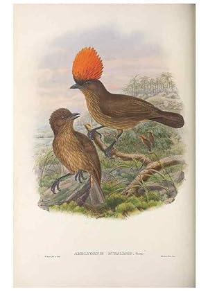 Seller image for Reproduccin/Reproduction 48367271671: Monograph of the Paradiseidae, or birds of paradise and Ptilonorhynchidae, or bower-birds. London :H. Sotheran & Co.,1891-98. for sale by EL BOLETIN