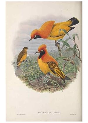 Seller image for Reproduccin/Reproduction 48367409867: Monograph of the Paradiseidae, or birds of paradise and Ptilonorhynchidae, or bower-birds. London :H. Sotheran & Co.,1891-98. for sale by EL BOLETIN