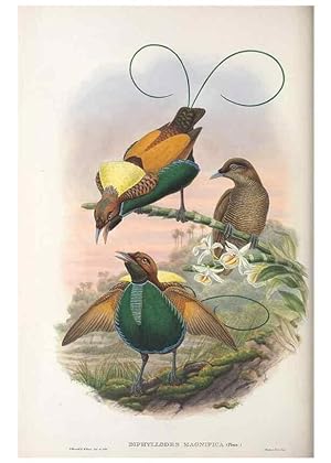Seller image for Reproduccin/Reproduction 48367356187: Monograph of the Paradiseidae, or birds of paradise and Ptilonorhynchidae, or bower-birds. London :H. Sotheran & Co.,1891-98. for sale by EL BOLETIN