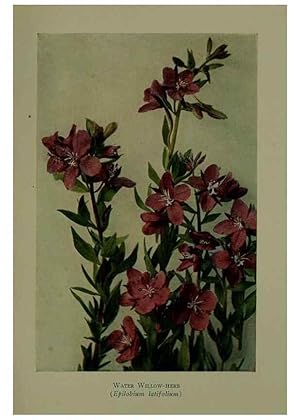 Bild des Verkufers fr Reproduccin/Reproduction 48593852241: Wild flowers of the North American mountains /. New York :R.M. McBride,1915. zum Verkauf von EL BOLETIN