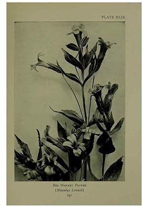 Bild des Verkufers fr Reproduccin/Reproduction 48593853961: Wild flowers of the North American mountains /. New York :R.M. McBride,1915. zum Verkauf von EL BOLETIN