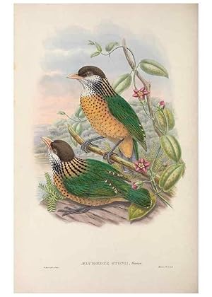 Seller image for Reproduccin/Reproduction 48367298661: Monograph of the Paradiseidae, or birds of paradise and Ptilonorhynchidae, or bower-birds. London :H. Sotheran & Co.,1891-98. for sale by EL BOLETIN