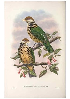 Seller image for Reproduccin/Reproduction 48367298096: Monograph of the Paradiseidae, or birds of paradise and Ptilonorhynchidae, or bower-birds. London :H. Sotheran & Co.,1891-98. for sale by EL BOLETIN