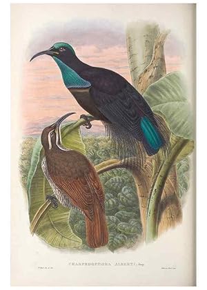 Seller image for Reproduccin/Reproduction 48367205566: Monograph of the Paradiseidae, or birds of paradise and Ptilonorhynchidae, or bower-birds. London :H. Sotheran & Co.,1891-98. for sale by EL BOLETIN