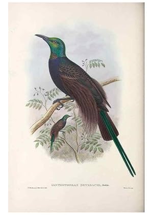 Seller image for Reproduccin/Reproduction 48367344117: Monograph of the Paradiseidae, or birds of paradise and Ptilonorhynchidae, or bower-birds. London :H. Sotheran & Co.,1891-98. for sale by EL BOLETIN