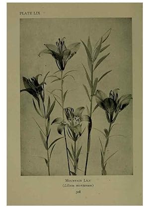 Bild des Verkufers fr Reproduccin/Reproduction 48594000482: Wild flowers of the North American mountains /. New York :R.M. McBride,1915. zum Verkauf von EL BOLETIN