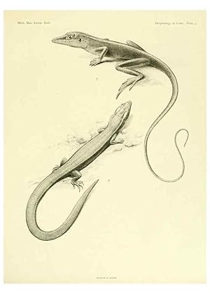 Seller image for Reproduccin/Reproduction 48575080146: The herpetology of Cuba /. Cambridge :Printed for the Museum,1919. for sale by EL BOLETIN