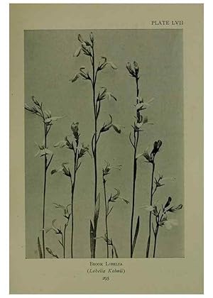 Bild des Verkufers fr Reproduccin/Reproduction 48593859276: Wild flowers of the North American mountains /. New York :R.M. McBride,1915. zum Verkauf von EL BOLETIN