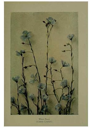 Bild des Verkufers fr Reproduccin/Reproduction 48593997582: Wild flowers of the North American mountains /. New York :R.M. McBride,1915. zum Verkauf von EL BOLETIN