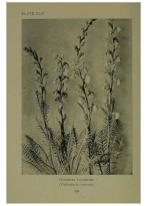 Seller image for Reproduccin/Reproduction 48593849036: Wild flowers of the North American mountains /. New York :R.M. McBride,1915. for sale by EL BOLETIN