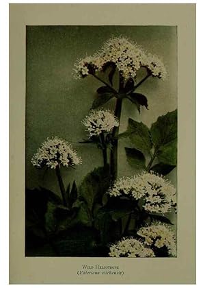 Bild des Verkufers fr Reproduccin/Reproduction 48593990502: Wild flowers of the North American mountains /. New York :R.M. McBride,1915. zum Verkauf von EL BOLETIN