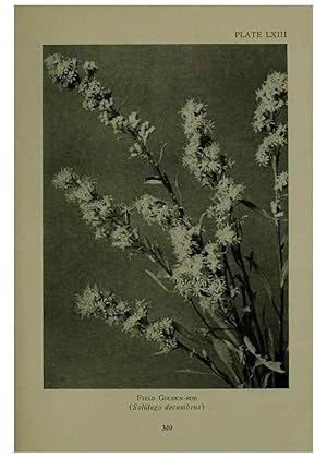 Immagine del venditore per Reproduccin/Reproduction 48594003167: Wild flowers of the North American mountains /. New York :R.M. McBride,1915. venduto da EL BOLETIN