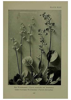 Seller image for Reproduccin/Reproduction 48593993682: Wild flowers of the North American mountains /. New York :R.M. McBride,1915. for sale by EL BOLETIN