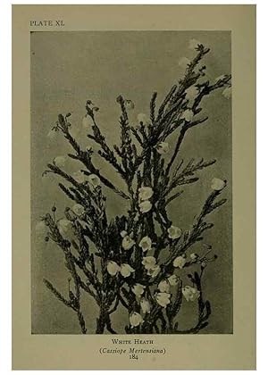 Bild des Verkufers fr Reproduccin/Reproduction 48593848011: Wild flowers of the North American mountains /. New York :R.M. McBride,1915. zum Verkauf von EL BOLETIN