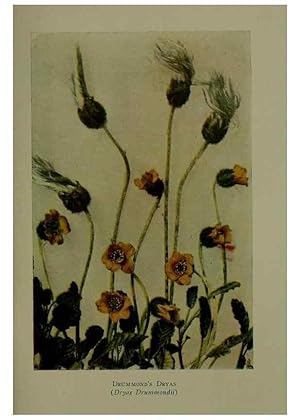 Bild des Verkufers fr Reproduccin/Reproduction 48594001812: Wild flowers of the North American mountains /. New York :R.M. McBride,1915. zum Verkauf von EL BOLETIN