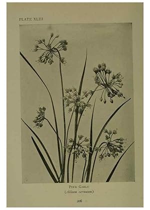 Seller image for Reproduccin/Reproduction 48593850071: Wild flowers of the North American mountains /. New York :R.M. McBride,1915. for sale by EL BOLETIN