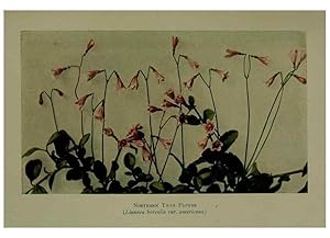 Seller image for Reproduccin/Reproduction 48593995027: Wild flowers of the North American mountains /. New York :R.M. McBride,1915. for sale by EL BOLETIN