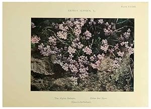 Immagine del venditore per Reproduccin/Reproduction 48592369077: Summer flowers of the high Alps /. London :Dent ;1910. venduto da EL BOLETIN