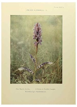 Immagine del venditore per Reproduccin/Reproduction 48592231656: Summer flowers of the high Alps /. London :Dent ;1910. venduto da EL BOLETIN