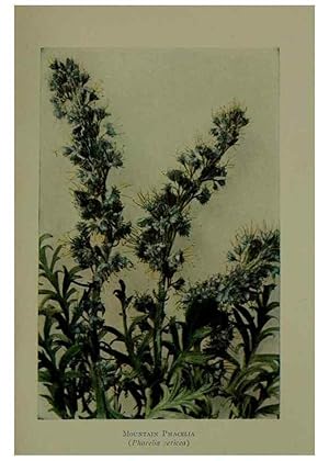 Bild des Verkufers fr Reproduccin/Reproduction 48593998912: Wild flowers of the North American mountains /. New York :R.M. McBride,1915. zum Verkauf von EL BOLETIN