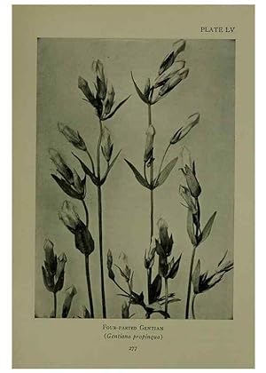 Bild des Verkufers fr Reproduccin/Reproduction 48593998232: Wild flowers of the North American mountains /. New York :R.M. McBride,1915. zum Verkauf von EL BOLETIN