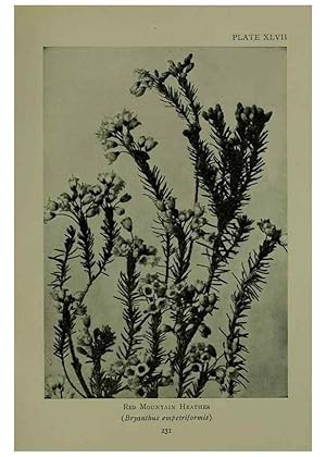 Seller image for Reproduccin/Reproduction 48593853231: Wild flowers of the North American mountains /. New York :R.M. McBride,1915. for sale by EL BOLETIN