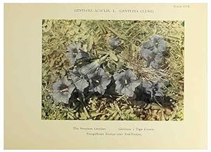 Immagine del venditore per Reproduccin/Reproduction 48592228601: Summer flowers of the high Alps /. London :Dent ;1910. venduto da EL BOLETIN
