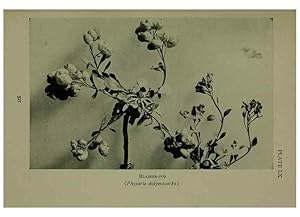 Seller image for Reproduccin/Reproduction 48593860941: Wild flowers of the North American mountains /. New York :R.M. McBride,1915. for sale by EL BOLETIN