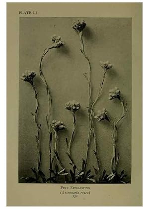 Immagine del venditore per Reproduccin/Reproduction 48593855211: Wild flowers of the North American mountains /. New York :R.M. McBride,1915. venduto da EL BOLETIN