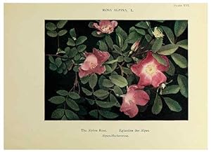 Immagine del venditore per Reproduccin/Reproduction 48592221806: Summer flowers of the high Alps /. London :Dent ;1910. venduto da EL BOLETIN