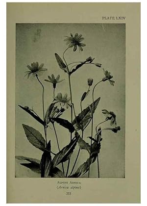 Bild des Verkufers fr Reproduccin/Reproduction 48593863446: Wild flowers of the North American mountains /. New York :R.M. McBride,1915. zum Verkauf von EL BOLETIN