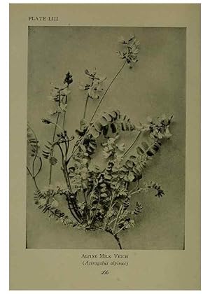 Seller image for Reproduccin/Reproduction 48593996667: Wild flowers of the North American mountains /. New York :R.M. McBride,1915. for sale by EL BOLETIN