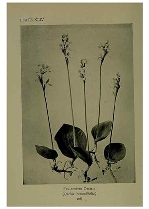 Bild des Verkufers fr Reproduccin/Reproduction 48593991512: Wild flowers of the North American mountains /. New York :R.M. McBride,1915. zum Verkauf von EL BOLETIN