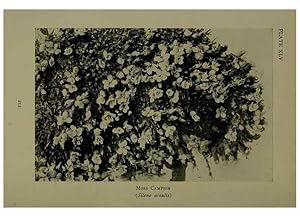 Seller image for Reproduccin/Reproduction 48593851271: Wild flowers of the North American mountains /. New York :R.M. McBride,1915. for sale by EL BOLETIN