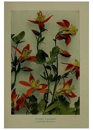 Bild des Verkufers fr Reproduccin/Reproduction 48593851816: Wild flowers of the North American mountains /. New York :R.M. McBride,1915. zum Verkauf von EL BOLETIN