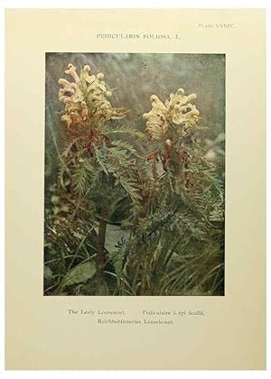 Immagine del venditore per Reproduccin/Reproduction 48592230656: Summer flowers of the high Alps /. London :Dent ;1910. venduto da EL BOLETIN