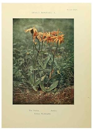 Immagine del venditore per Reproduccin/Reproduction 48592364552: Summer flowers of the high Alps /. London :Dent ;1910. venduto da EL BOLETIN