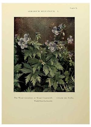 Immagine del venditore per Reproduccin/Reproduction 48592218831: Summer flowers of the high Alps /. London :Dent ;1910. venduto da EL BOLETIN