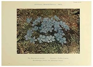 Immagine del venditore per Reproduccin/Reproduction 48592367947: Summer flowers of the high Alps /. London :Dent ;1910. venduto da EL BOLETIN