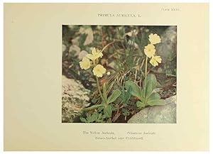 Immagine del venditore per Reproduccin/Reproduction 48592231196: Summer flowers of the high Alps /. London :Dent ;1910. venduto da EL BOLETIN