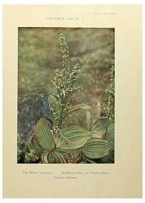 Immagine del venditore per Reproduccin/Reproduction 48592371467: Summer flowers of the high Alps /. London :Dent ;1910. venduto da EL BOLETIN