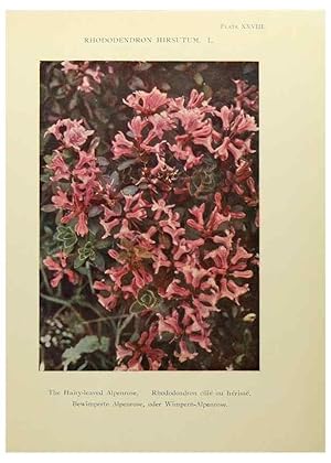 Immagine del venditore per Reproduccin/Reproduction 48592227511: Summer flowers of the high Alps /. London :Dent ;1910. venduto da EL BOLETIN