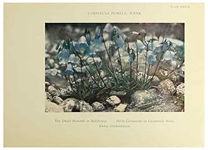 Immagine del venditore per Reproduccin/Reproduction 48592365922: Summer flowers of the high Alps /. London :Dent ;1910. venduto da EL BOLETIN