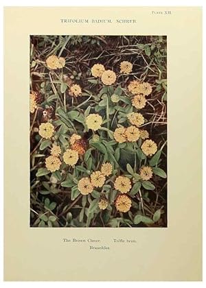 Immagine del venditore per Reproduccin/Reproduction 48592219836: Summer flowers of the high Alps /. London :Dent ;1910. venduto da EL BOLETIN