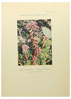 Immagine del venditore per Reproduccin/Reproduction 48592362377: Summer flowers of the high Alps /. London :Dent ;1910. venduto da EL BOLETIN