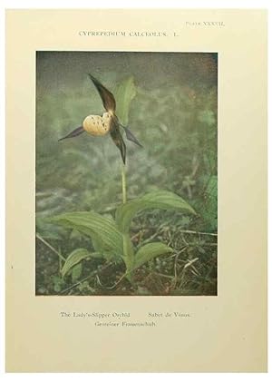 Immagine del venditore per Reproduccin/Reproduction 48592370992: Summer flowers of the high Alps /. London :Dent ;1910. venduto da EL BOLETIN