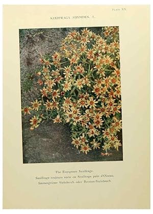 Immagine del venditore per Reproduccin/Reproduction 48592362772: Summer flowers of the high Alps /. London :Dent ;1910. venduto da EL BOLETIN